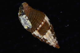 Image of Turbinelloidea Rafinesque 1815