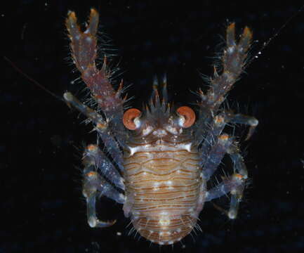 Image of red stripe squat lobster