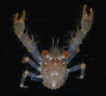 Image of red stripe squat lobster