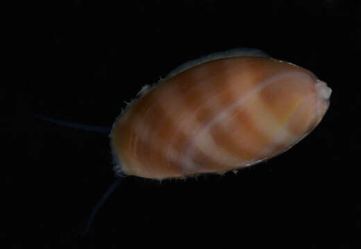 Image of Carnelian cowrie