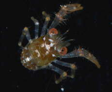 Image of red stripe squat lobster