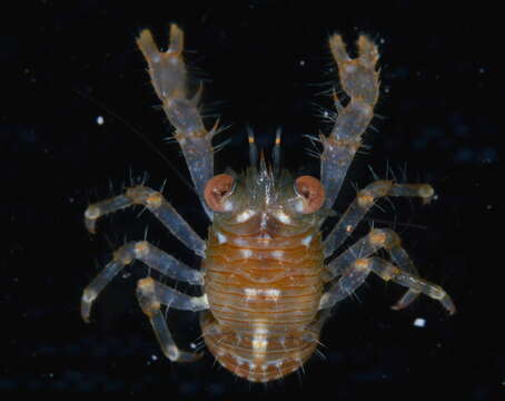 Image of red stripe squat lobster