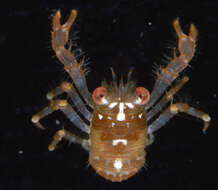 Image of red stripe squat lobster