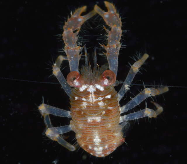 Image of red stripe squat lobster
