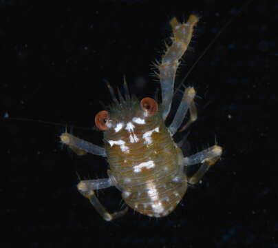 Image of red stripe squat lobster