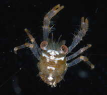 Image of red stripe squat lobster