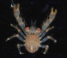 Image of red stripe squat lobster