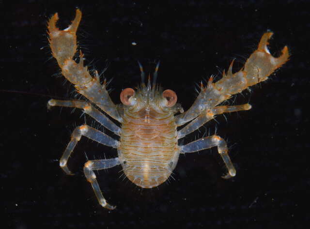 Image of red stripe squat lobster