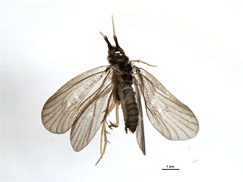 Image of <i>Lepidostoma kojimai</i>
