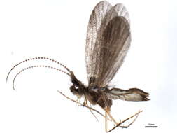 Image of <i>Lepidostoma kojimai</i>