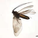 Image of Eobrachycentrus vernalis (Banks 1906)