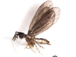 Image of <i>Lepidostoma japonicum</i>