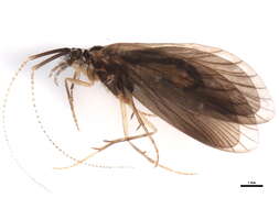 Image of <i>Lepidostoma japonicum</i>