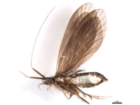 Image of <i>Lepidostoma japonicum</i>