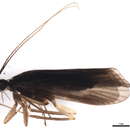 Image of Diplectrona albofasciata (Ulmer 1913)