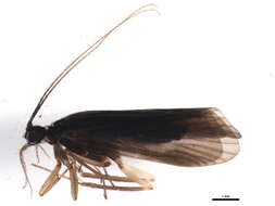 Image of Diplectrona albofasciata (Ulmer 1913)