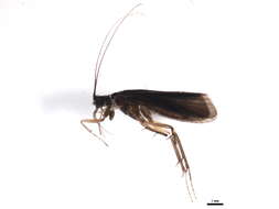 Image of Diplectrona albofasciata (Ulmer 1913)