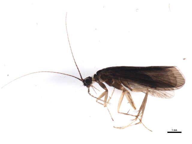 Image of Diplectrona albofasciata (Ulmer 1913)