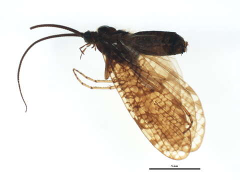 Image of Oligotricha