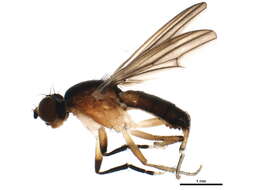 Image of Pteromicra similis Steyskal 1954