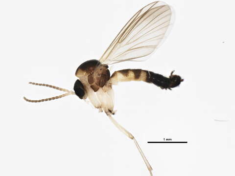 Image of Trichonta pulchra Gagne 1981