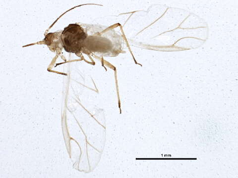 Image of Aphid