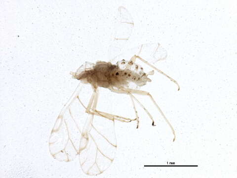 Image of Aphid