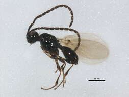 Image of Diapriinae