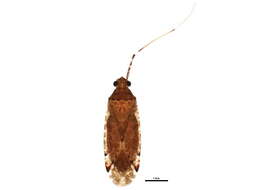 Image of Phytocoris