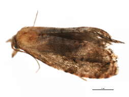 Image of Cochylis