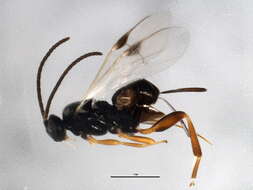 Image of Parasitoid wasp