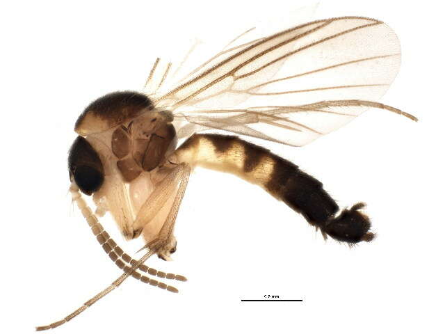 Image of Trichonta pulchra Gagne 1981