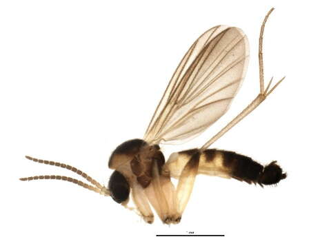 Image of Trichonta pulchra Gagne 1981