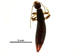 Image of Anisolabidoidea