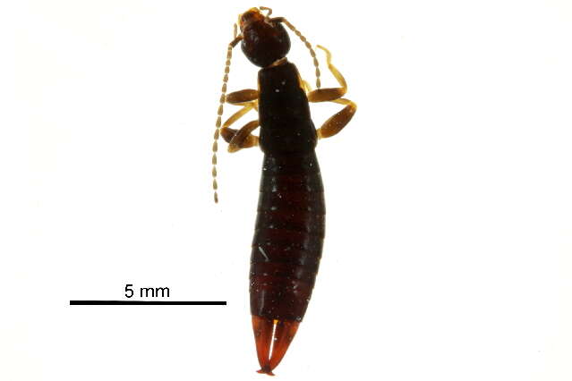 Image of Anisolabidoidea