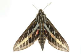 Image of White-lined Sphinx