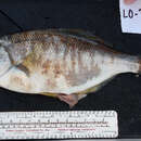 Image of Sharpnose seaperch