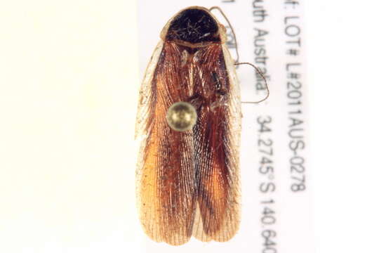 Image of Blattellinae