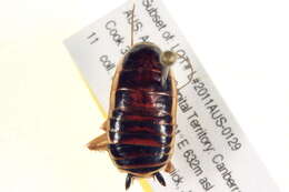 Image of Platyzosteria