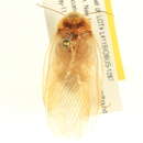 Image of Arenivaga