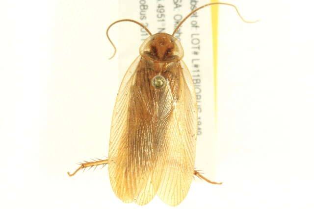 Image of Blattellinae