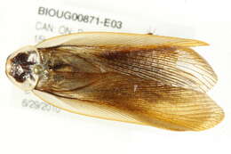 Image of Pennsylvania Wood Cockroach