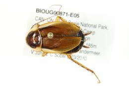 Image of Pennsylvania Wood Cockroach