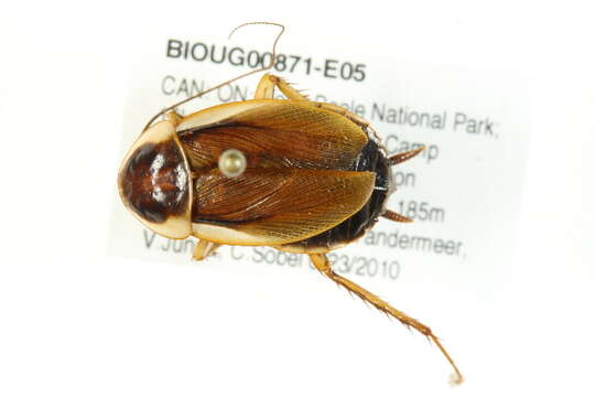 Image of Pennsylvania Wood Cockroach