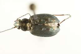 Слика од Bembidion (Bracteon) carinula Chaudoir 1868