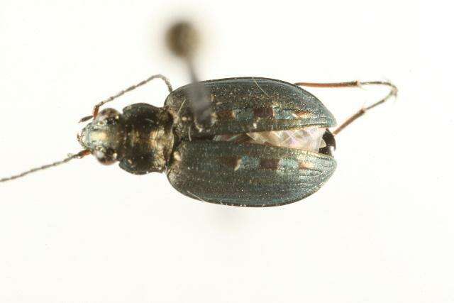 Слика од Bembidion (Bracteon) carinula Chaudoir 1868