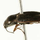 Image of <i>Hypnoidus impressicollis</i>