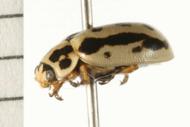 Anisosticta bitriangularis (Say 1824)的圖片