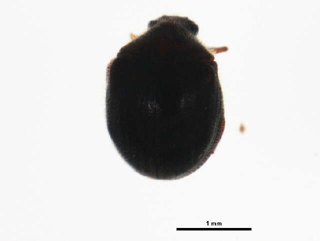 Image of Caenocara bicolor (Germer 1824)