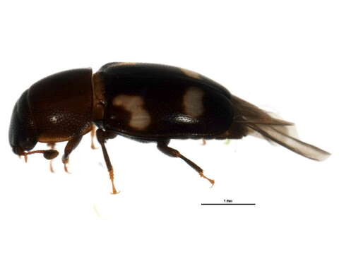 Image of Four-spotted Sap Beetle